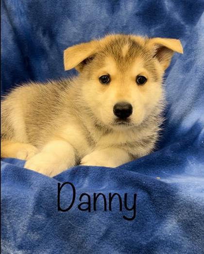 Meet the puppies from AHeinz57 Pet Rescue in De Soto