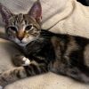 Kaz - Super chill lap kitty 