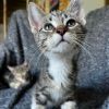 Kaz - Super chill lap kitty 