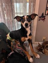 Adele, an adoptable Chihuahua, Beagle in Florence, IN, 47020 | Photo Image 1