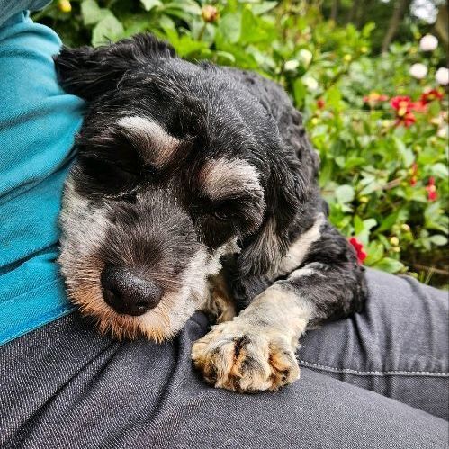 Becky, an adoptable Cockapoo in Charlotte, VT, 05445 | Photo Image 4