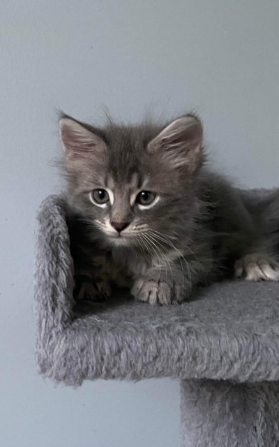 Photo of Baby Male Domestic Short Hair Gray / Blue / Silver