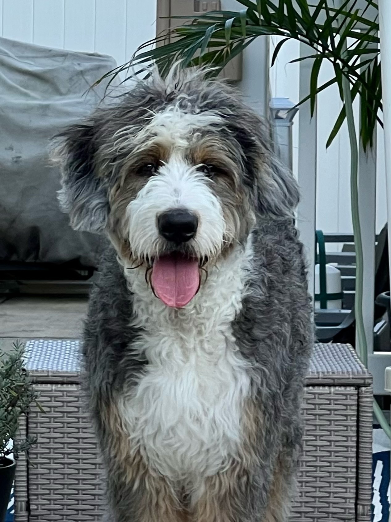 Baxter, an adoptable Bernedoodle in Sagaponack, NY, 11962 | Photo Image 1