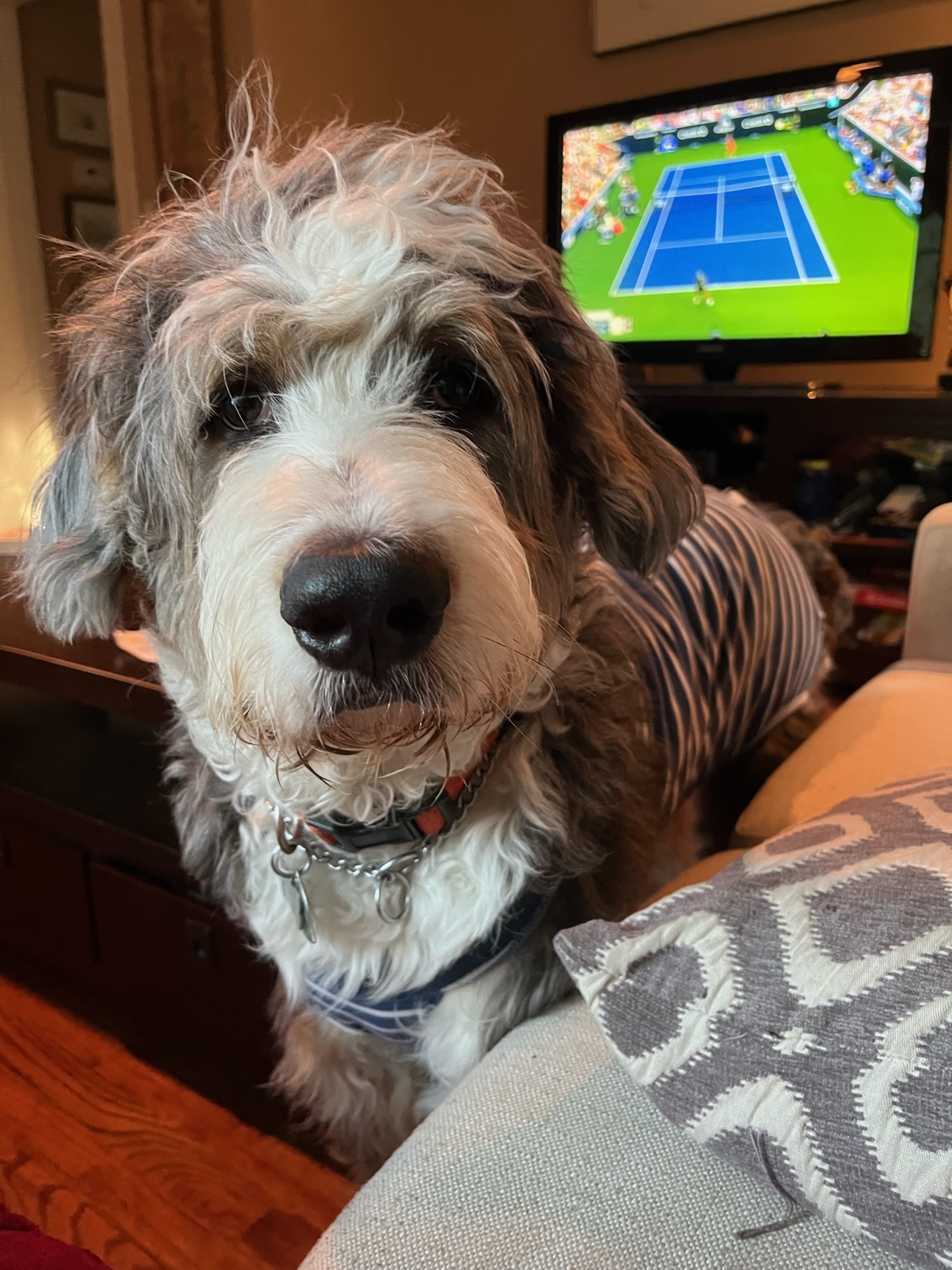Baxter, an adoptable Bernedoodle in Sagaponack, NY, 11962 | Photo Image 4
