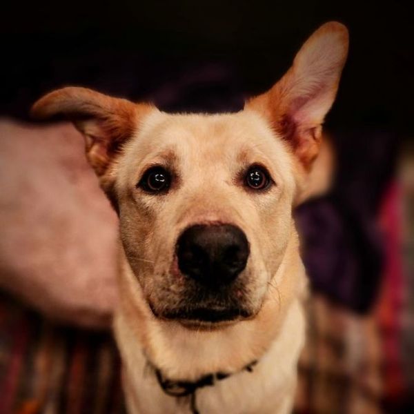 Dog for adoption - Kobe Bryant, a Shepherd & Rottweiler Mix in