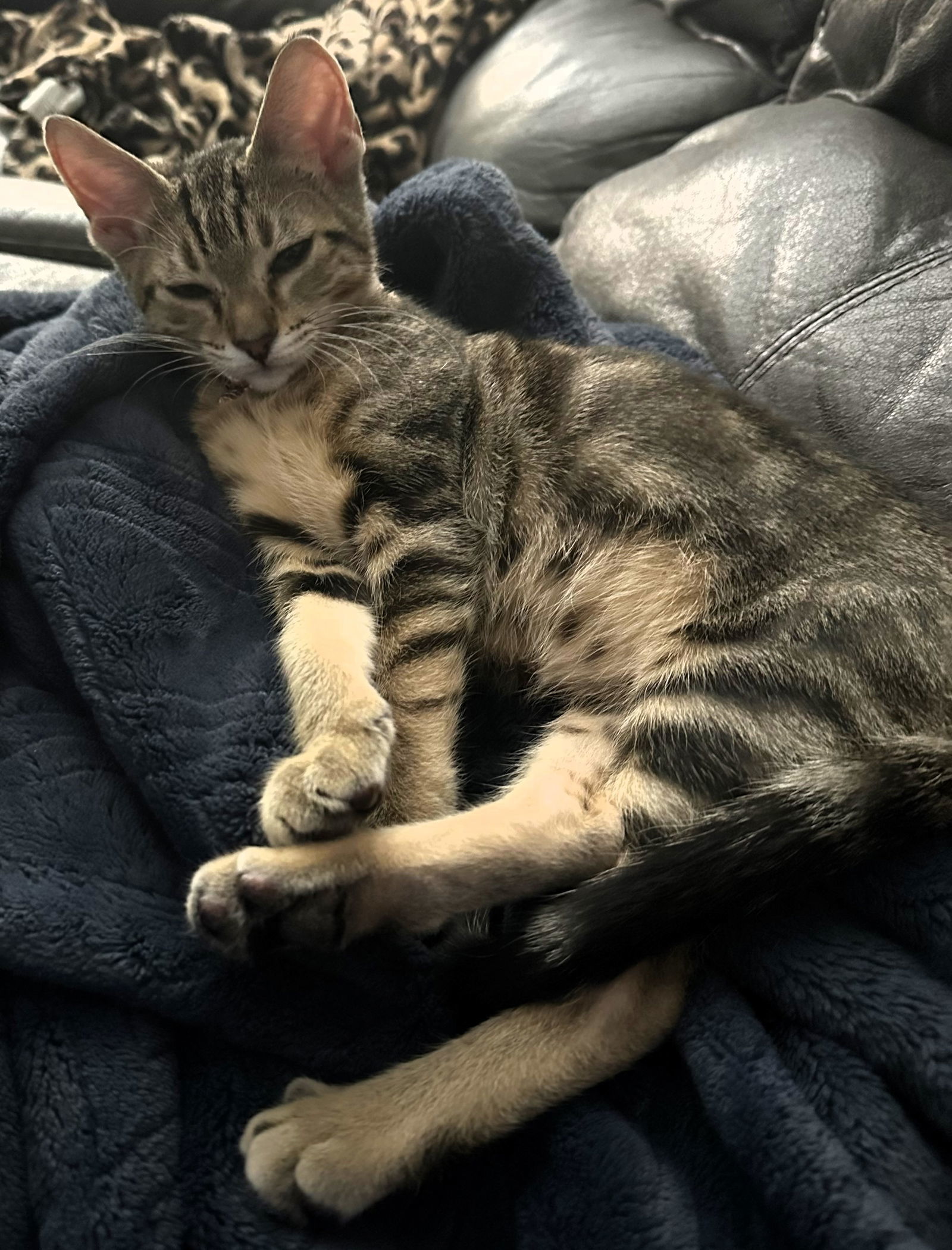 Lesley, an adoptable Domestic Medium Hair, Tabby in San Antonio, TX, 78216 | Photo Image 1