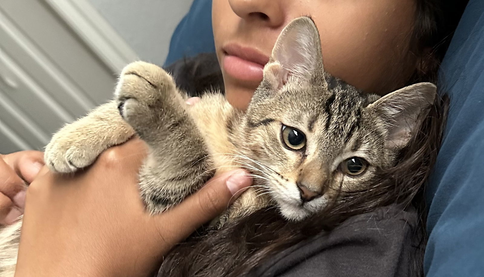 Lesley, an adoptable Domestic Medium Hair, Tabby in San Antonio, TX, 78216 | Photo Image 3