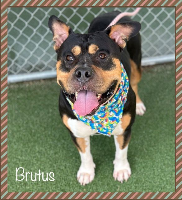 BRUTUS, an adopted American Bully Mix in Marietta, GA_image-2