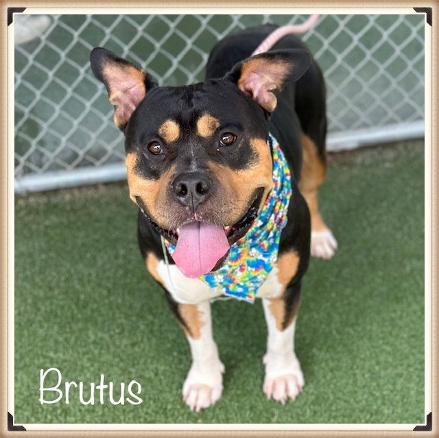 BRUTUS, an adopted American Bully Mix in Marietta, GA_image-3