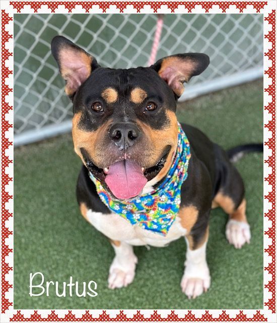 BRUTUS, an adopted American Bully Mix in Marietta, GA_image-5
