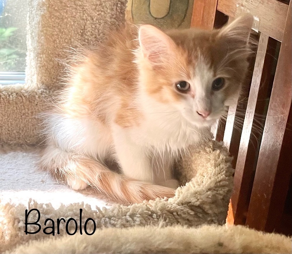 Barolo *kitten*