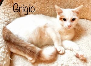 Grigio *kitten*