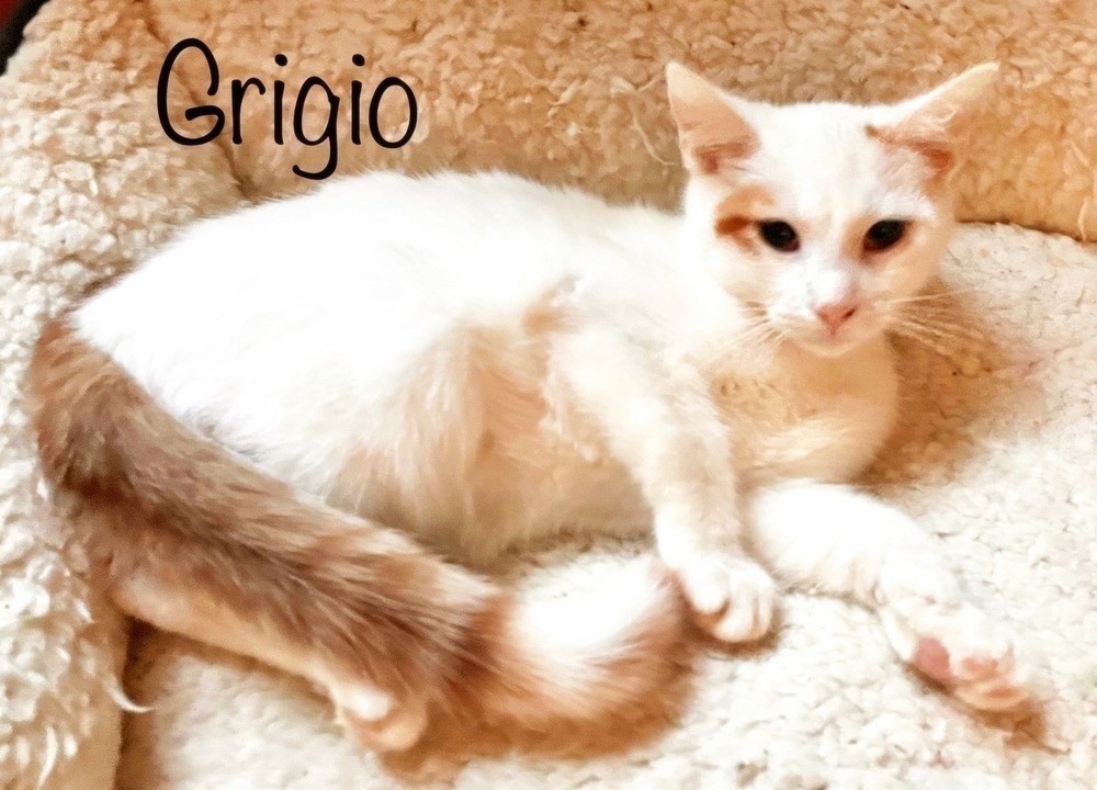 Grigio Kitten detail page