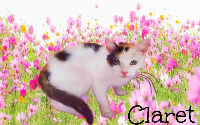 Claret *kitten*