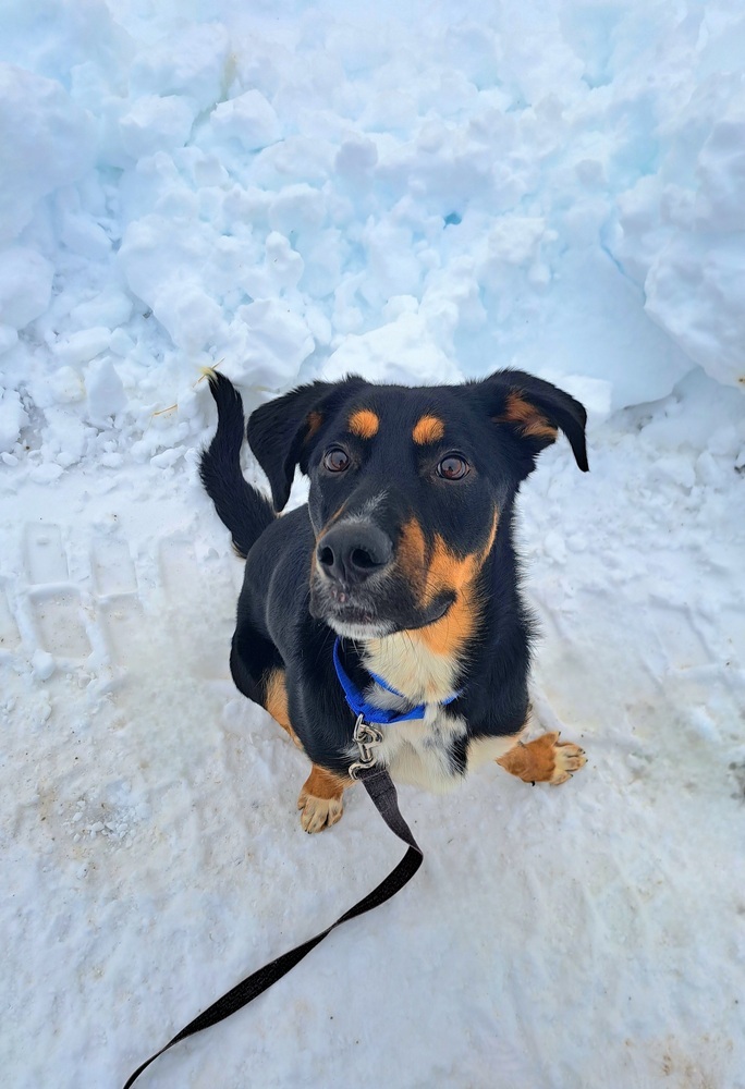 Bowser, an adoptable Shepherd in Aulac, NB, E4L 2X2 | Photo Image 2