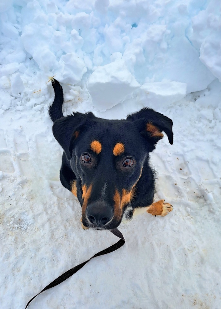 Bowser, an adoptable Shepherd in Aulac, NB, E4L 2X2 | Photo Image 4