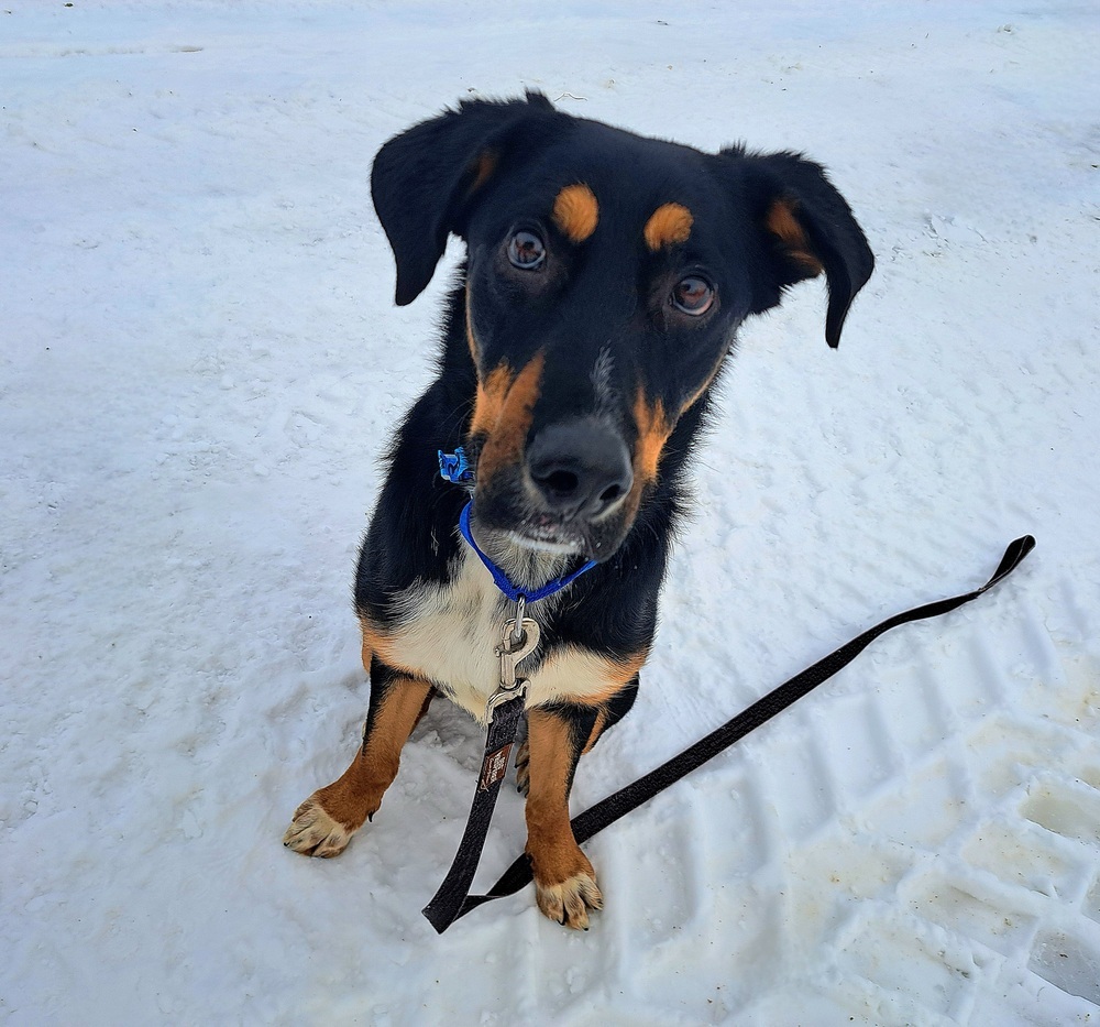 Bowser, an adoptable Shepherd in Aulac, NB, E4L 2X2 | Photo Image 5