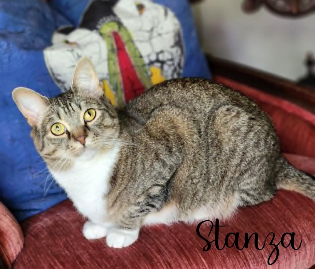 Stanza, an adoptable Domestic Short Hair in Hoover , AL, 35226 | Photo Image 1