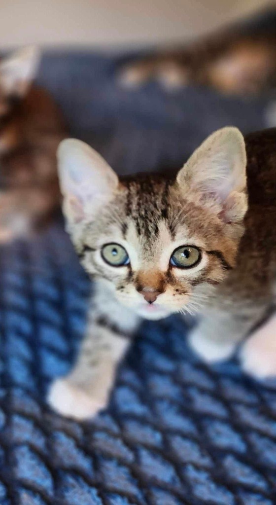 Stanza, an adoptable Domestic Short Hair in Hoover , AL, 35226 | Photo Image 2