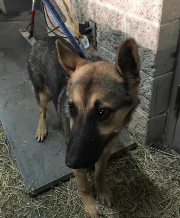 Adopt a German Shepherd near Dallas, TX