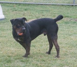 Dog for adoption - Hank 168936 , a Pit Bull Terrier Mix in Ravenna, OH