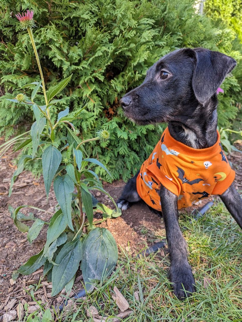 Pet Image