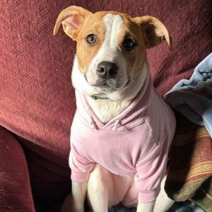 Dog for adoption - Pumpkin Spice, a Mixed Breed in Rosedale, MD