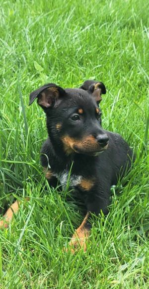 puppy steelers jersey