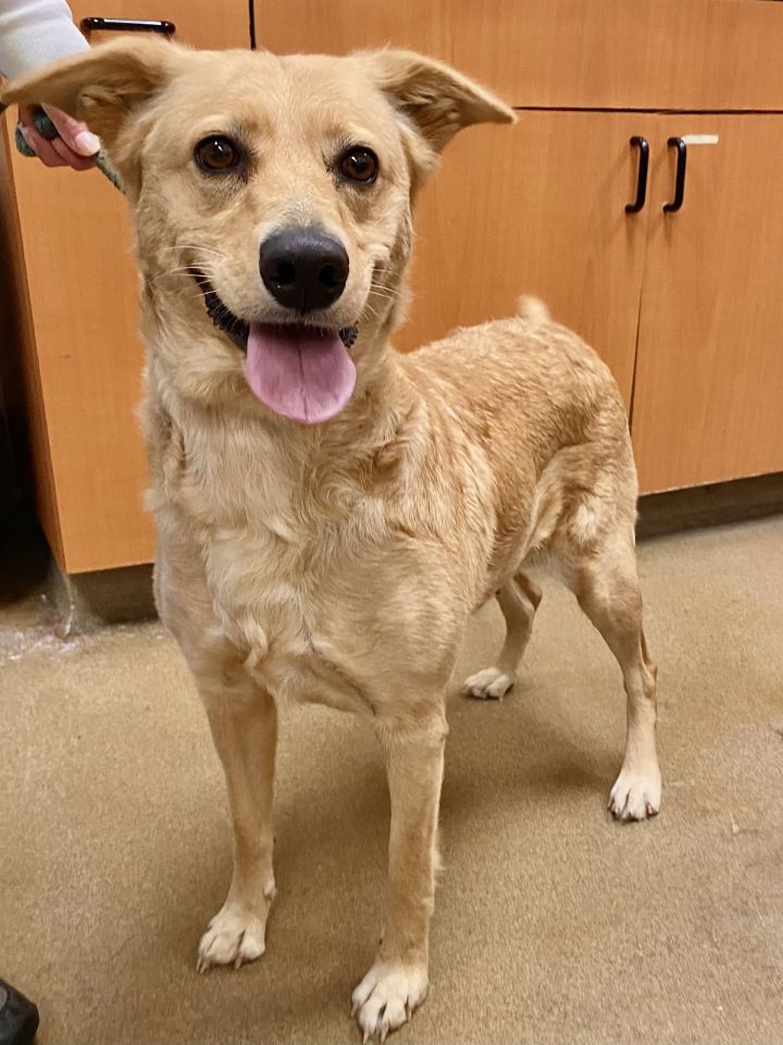 Dog for adoption Athena a Labrador Retriever Chow Chow Mix in 