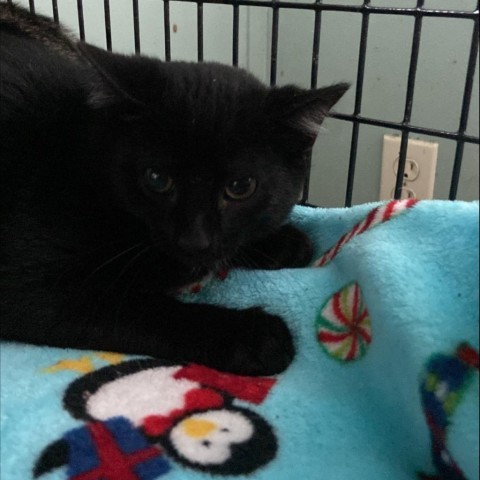 AB Harry, an adoptable Domestic Short Hair in Freeport, FL, 32439 | Photo Image 2