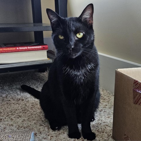 AB Harry, an adoptable Domestic Short Hair in Freeport, FL, 32439 | Photo Image 4