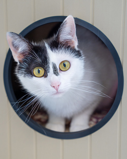 Nyx, an adoptable Domestic Short Hair in Pequot Lakes, MN, 56472 | Photo Image 2