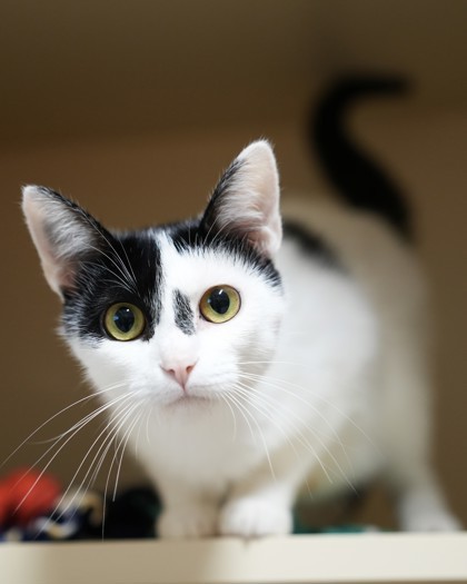 Nyx, an adoptable Domestic Short Hair in Pequot Lakes, MN, 56472 | Photo Image 3