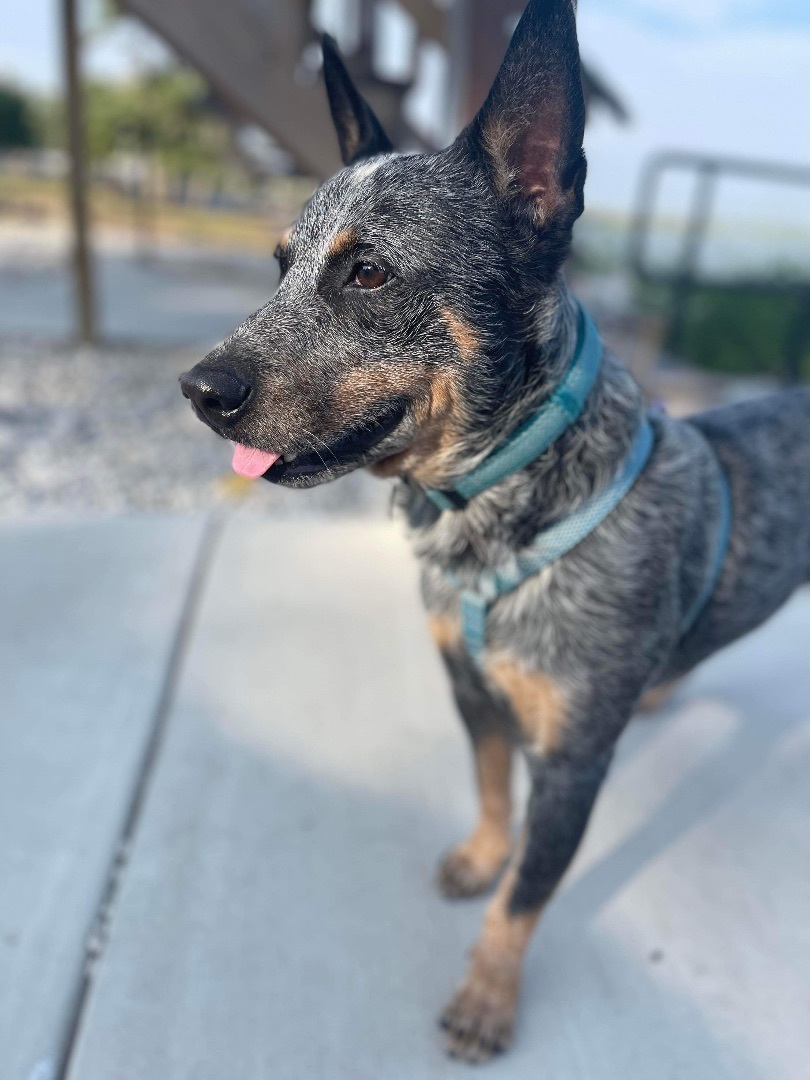 Dog for adoption - Jersey, an Australian Cattle Dog / Blue Heeler in  Peoria, IL