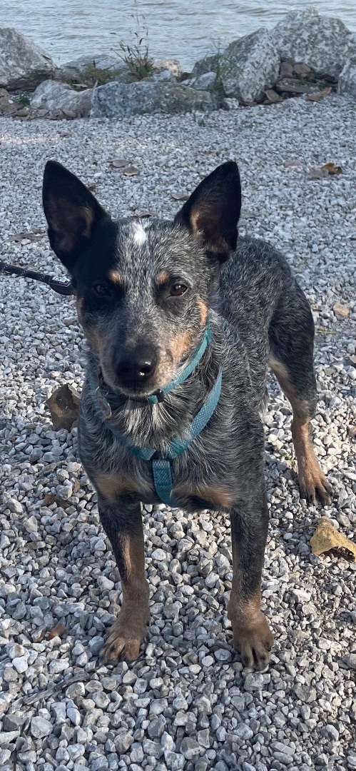 Dog for adoption - Jersey, an Australian Cattle Dog / Blue Heeler in  Peoria, IL