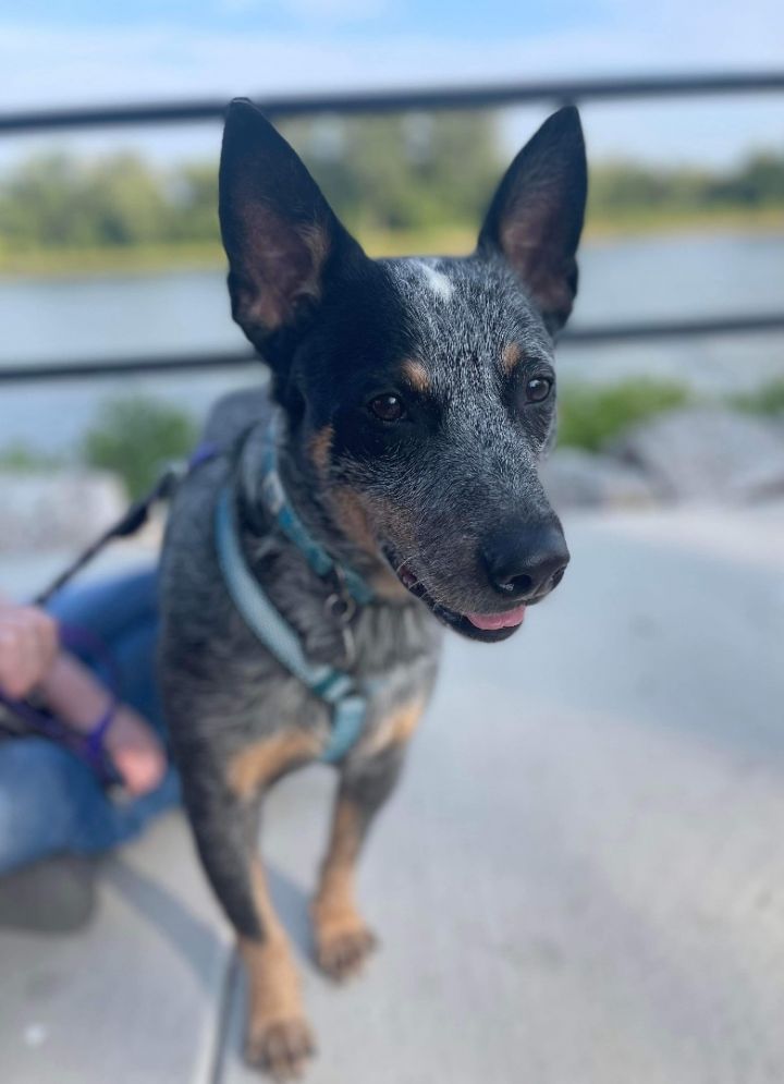 Dog for adoption - Jersey, an Australian Cattle Dog / Blue Heeler in  Peoria, IL