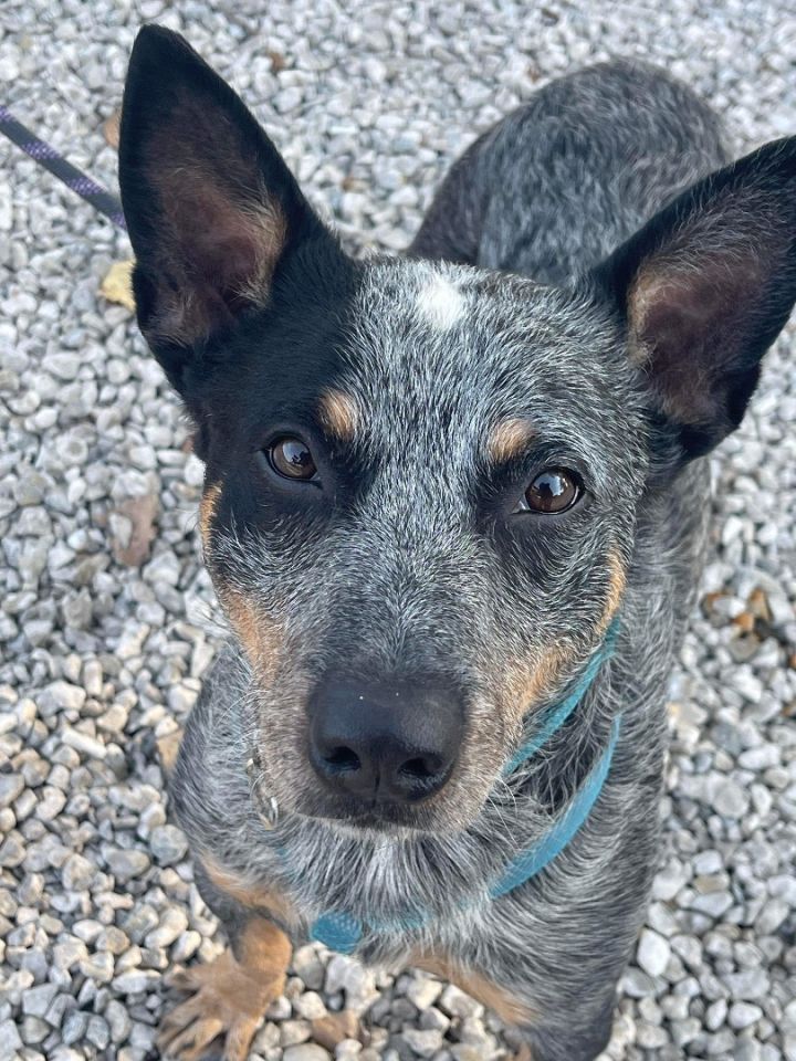 Dog for adoption - Jersey, an Australian Cattle Dog / Blue Heeler in  Peoria, IL