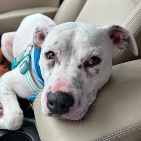 Ronnie, an adoptable Boxer, Mixed Breed in Peculiar, MO, 64078 | Photo Image 1