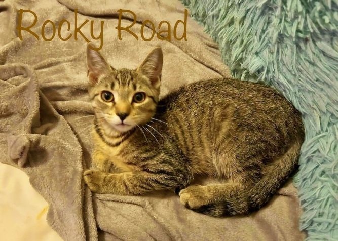 Rocky Road *older kitten*