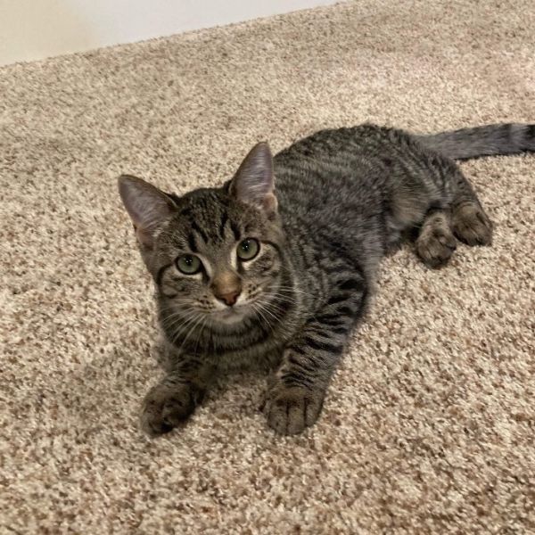 Ariel - Sweet Snuggle Kitty 