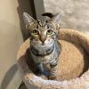 Bell - Full of Purrs and Cuddles