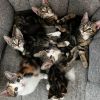 Inej- Instant Purr Kitty 