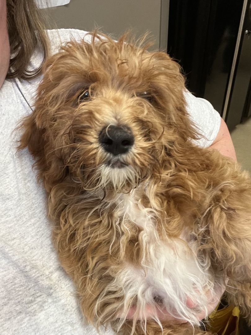 Happy Birthday To Me, an adoptable Cockapoo in Blue Springs, MO, 64015 | Photo Image 1