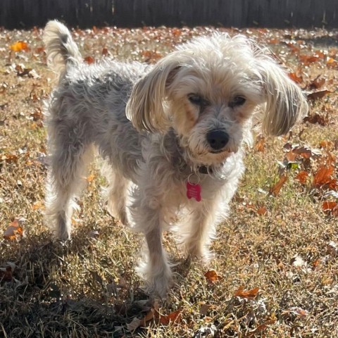 Bella, an adoptable Maltese, Yorkshire Terrier in Brownsboro, AL, 35741 | Photo Image 4