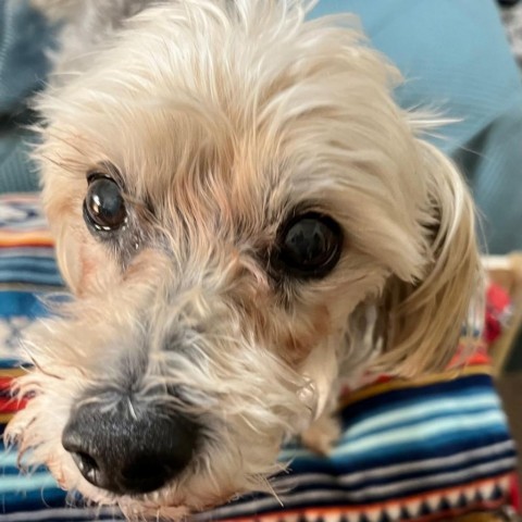Bella, an adoptable Maltese, Yorkshire Terrier in Brownsboro, AL, 35741 | Photo Image 5
