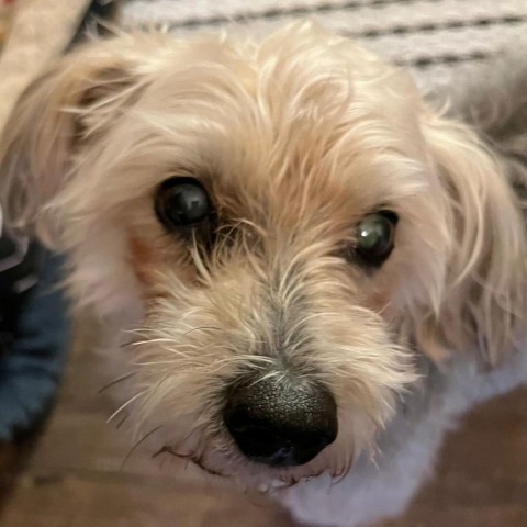 Bella, an adoptable Maltese, Yorkshire Terrier in Brownsboro, AL, 35741 | Photo Image 6