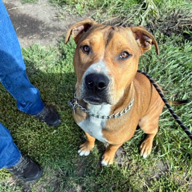 Bear , an adoptable Pit Bull Terrier in Eagle, ID, 83616 | Photo Image 1