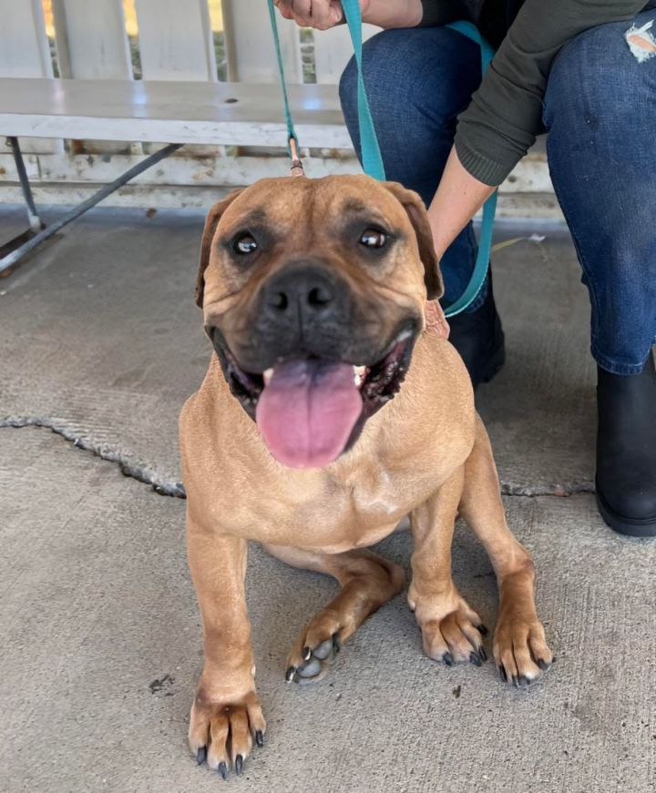 French bulldog sale mastiff mix