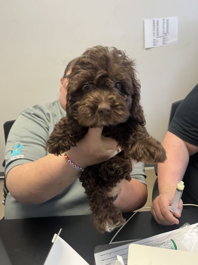 Marie Antoinette, an adoptable Cockapoo in Blue Springs, MO, 64015 | Photo Image 1