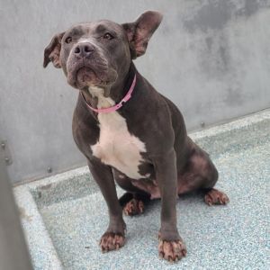I WAS FOUND AT 5800 ORANGE AVE LONG BEACH CA 90805 IN LONG BEACHMy adoption evaluation date is 09